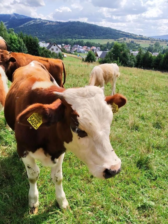 Noclegi Przy Szlaku Agroturystyka Zabnica Exterior photo